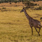 Serengeti NP